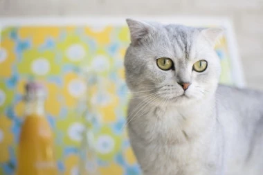 Stvorena za pistu! Pogledajte kako je maca-manekenka nonšalantno prošetala na reviji Kristijana Diora