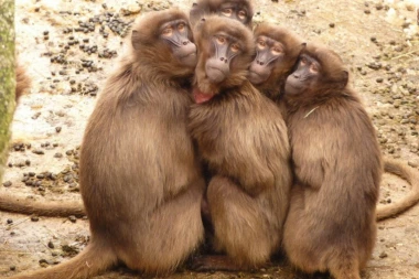 (VIDEO) GRUPA BABUNA BEŽALA IZ LABORATORIJE: Za preskakanje zida koristili OVO!