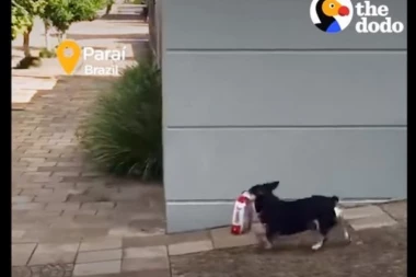 (VIDEO) OVI PSI ĆE VAS ODUŠEVITI!