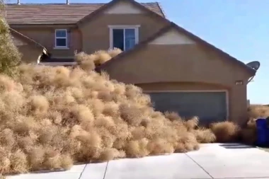 (VIDEO) LJUDI NE MOGU DA IZAĐU IZ KUĆA: Žbunići sahranili ceo grad!