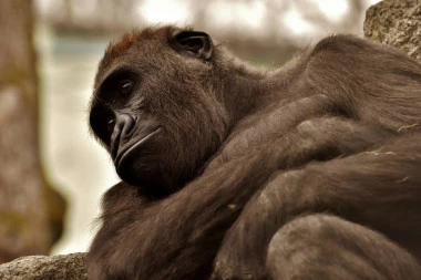 Zbog pandemije koronavirusa gorile bi mogle da izumru?!
