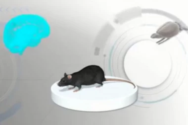 LJUDI, GOTOVO JE: Ugradili ćelije iz ljudskog mozga u mozak miša!