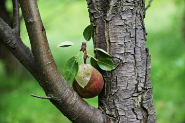 ODAKLE SRBIMA IZRAZ "PAO S KRUŠKE"?