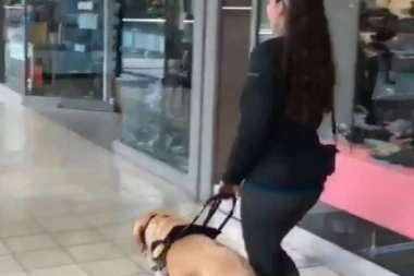 (VIDEO) KAKAV LUKAVAC: Labrador na kvarno vodi slepu vlasnicu u pet-šop!