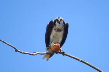 (FOTO) JEDNA U BILION FOTOGRAFIJA! ORAO ULOVIO AJKULU!