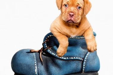 (VIDEO) EKIPA SNOVA: Jedan pas na oprezu, drugi spava ko klada