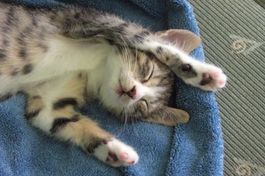 Evo zašto mačke vole kupatilo