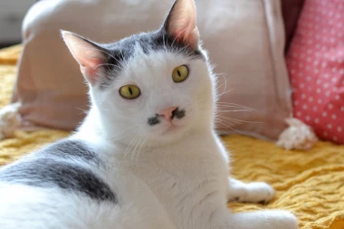 TUŽNI VESNICI PROLEĆA: Sterilizacijom sprečavamo smrt mačića na ulici