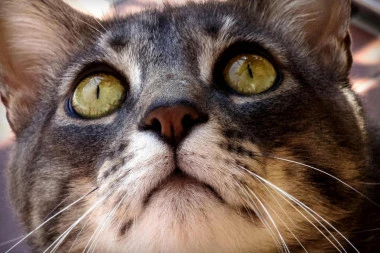 DONOSE SREĆU I JOŠ MNOGO TOGA: Verovanja o mačjim brkovima