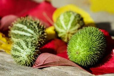 Ceo univerzitet evakuisan zbog trule voćke!