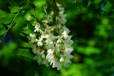 Sok od bagrema prepun vitamina C, evo kako da ga napravite!