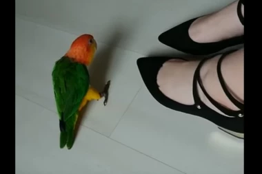 (VIDEO) PAPAGAJ STEPER: Ovaj mali šmeker će vas svojim plesom oboriti s nogu!