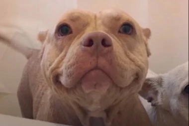 (VIDEO) Ovaj pas ne prestaje da se smeje!