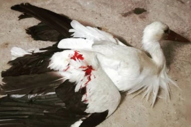 STRAŠNO! Roda ranjena vazdušnom puškom: TEŠKO DA ĆE MOĆI PONOVO DA LETI!