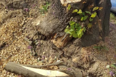 I stručnjaci i narodna verovanja kažu isto: OVO DRVO NE TREBA IMATI U DVORIŠTU!