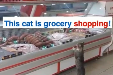 (VIDEO) Kada mačka ode u kupovinu mesa to izgleda ovako!
