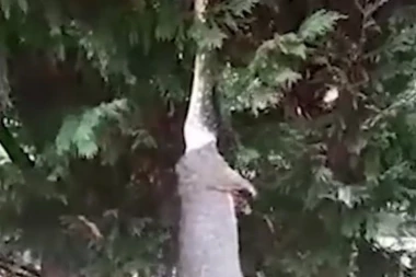 (VIDEO) Izašao u dvorište, a tamo - PITON GUTA OPOSUMA!