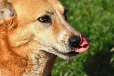 Ovaj azil za pse ima problem koji će vas NASMEJATI!