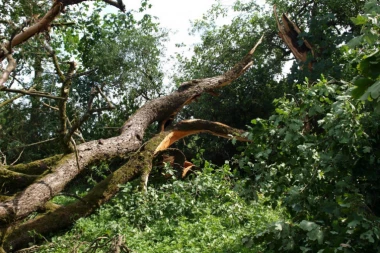 INCIDENT U BARU: Palo stablo bora, povređeno dvoje dece