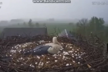 (VIDEO) Na nju pada grad, a ona ne napušta svoje ptiće!