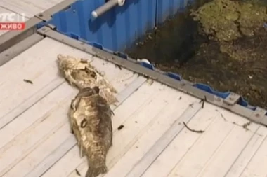 Ko je odgovoran za MRTVE ŠARANE U ADI?!