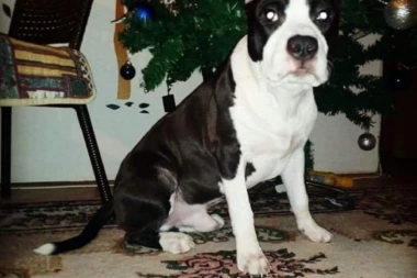 POMOZIMO STEFANU DA PRONAĐE AJSA: Nestao pre tri meseca, pronalazaču novčana nagrada!