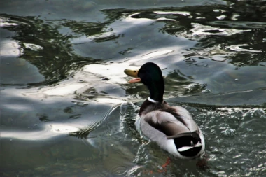 (FOTO) Uginuo Trevor, najusamljeniji patak na svetu