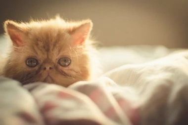 Evo kako da izaberete najbolji posip za mačku