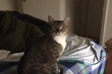 (VIDEO) OVA MAČKA ĆE VAS ODUŠEVITI: Nećete verovati na šta se odaziva!