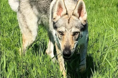 ZASTRAŠUJUĆ PRIZOR NA ZVEZDARI: Policajci su se borili da uhvate VUKA?!