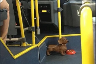 (VIDEO) VOZAČ GSP - ISPRAVNO ILI NE: Šta ako naglo prikočim, a ON nekoga UJEDE