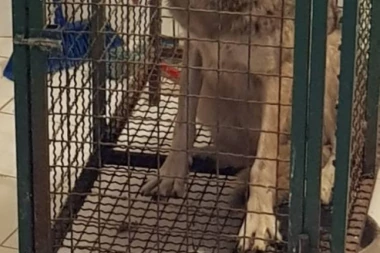 COKA PATI U ZOOLOŠKOM VRTU: Sudbina češkog vučjeg psa Čokolade još uvek neizvesna