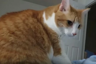 (VIDEO) ZA DOBRO JUTRO: Buđenje koje će vas oduševiti!