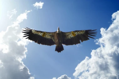 (FOTO) UBIJENI SIMBOLI EVROPE: Dve velike zaštićene vrste ptica odstreljene u Crnoj Gori!