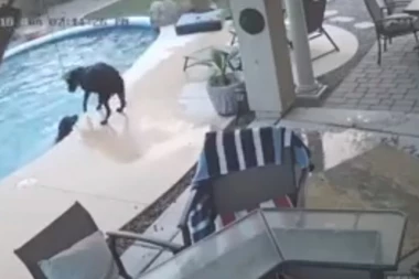 (VIDEO) PREDIVNO: Pas uskočio u vodu da spase prijatelja od davljenja!