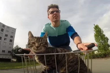 (VIDEO) OVE MAČKE SU NAJKUL MAČKE NA SVETU: Kada vidite video, biće vam jasno i zašto!