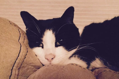 Srušena predrasuda: Mačke pate kada su predugo same!