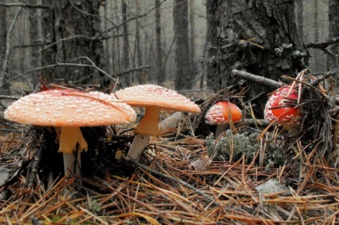 Zvezda serije "Beverly Hills" sahranjena u odelu od pečuraka