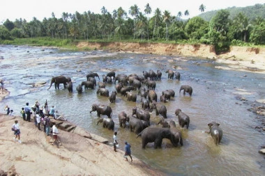 Karavan slonova krenuo u potragu za hranom! O tome kako su završili bruji internet