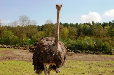 (VIDEO) NOJ U AKCIJI: Jurio bicikliste, oni nisu izdržali pa uradili OVO!