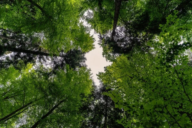 Ministarstvo raspodelilo 34 miliona dinara za pošumljavanje: Evo koji gradovi će ozeleneti!