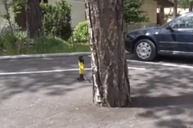 (VIDEO) Društveni talog: ZABETONIRAO BOROVE - TREBALO MU MESTA ZA PARKING