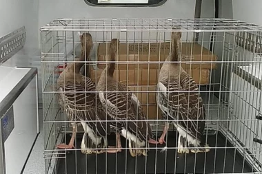 PREDSEDNIKU LOVACA PRESELE DIVLJE GUSKE