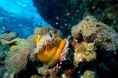 Sredozemno more propada: Više od polovine ajkula i raža polako izumire