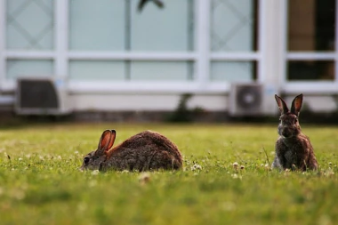 JADNE ZEKONJE! 27 zečeva ostavljeno na železničkoj stanici, POLICIJA TRAŽI MANIJAKA
