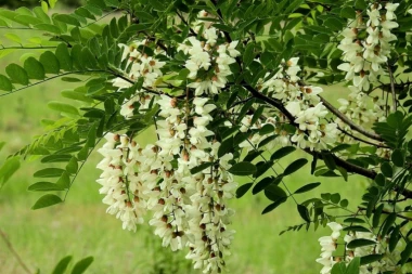 BIĆE TEŠKA NESREĆA AKO OVO ZASADITE PORED KUĆE: Narodna objašnjenja o učinkovitosti drveća!