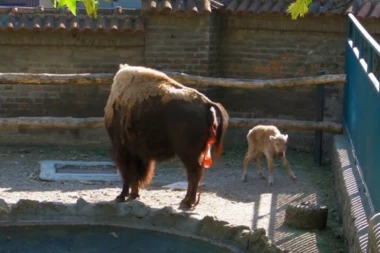 (VIDEO) UPOZNAJTE DUŠANKU: Sveta indijska životinja u beogradskom zoološkom vrtu