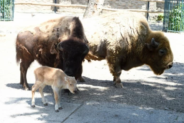 Bizon iz Beograda dobio novi dom