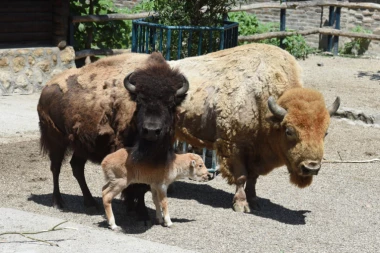 TUŽNA SUDBINA ZATOČENIH ŽIVOTINJA: Zoološki vrtovi u sve goroj situaciji, preostaje im samo klanje!