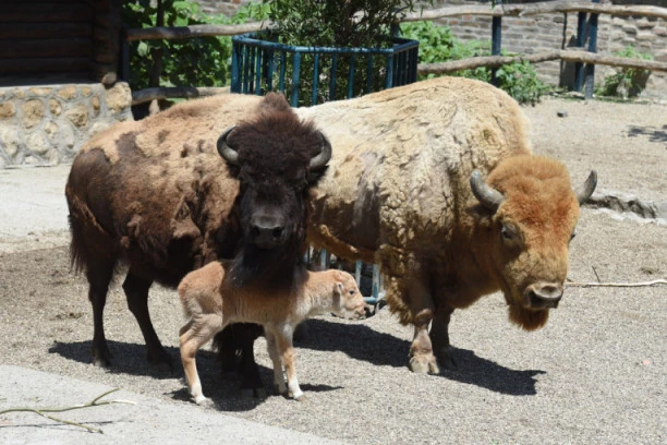 TUŽNA SUDBINA ZATOČENIH ŽIVOTINJA: Zoološki vrtovi u sve goroj situaciji, preostaje im samo klanje!